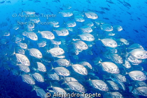 Group of silver Fishes, Galapagos Ecuador by Alejandro Topete 